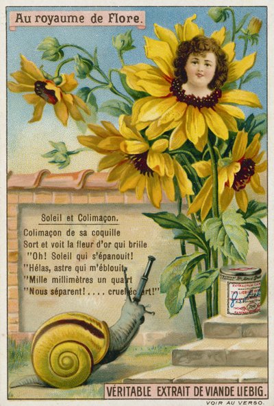 Girasol y caracol de European School